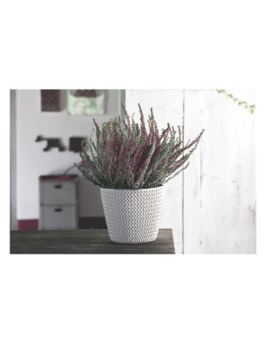 Prosperplast Vaso Piante Tondo SPLOFY...