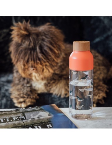 Quokka Ice - ecozen Borraccia 720 ml...