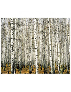 LegendArte Stampa su Tela Bosco di Betulle 80x100 cm 2